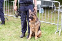 1 Kilogramm Marihuana im Nachtzug sichergestellt
