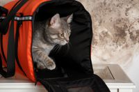 Katze durch illegale Falle verletzt
