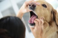 Hund frisst vergifteten Köder