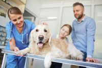 Vermeintliche Hundeköder in Grassau aufgefunden