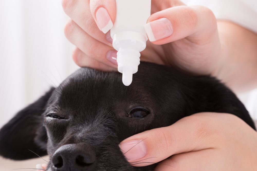 Hund gequält