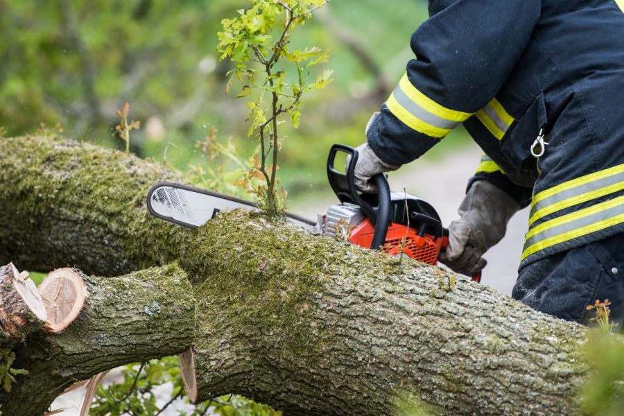 Baum fällt auf geparkten Pkw