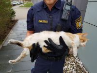 Katze von der Autobahn gerettet