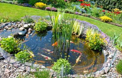 Diebstahl dreier Koi Karpfen aus Gartenteich