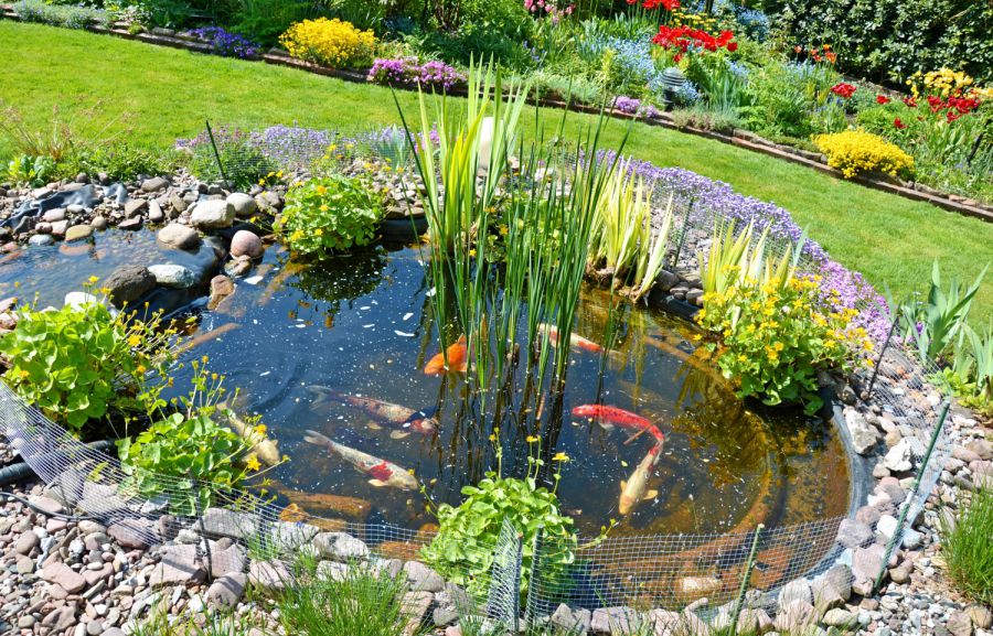 Diebstahl dreier Koi Karpfen aus Gartenteich