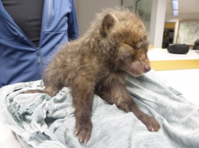 Fuchs oder Wolf Findelfuchs durch Wanderer gerette