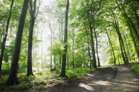 Nußdorf Litzlwalchen Greifvogel attackiert Joggeri