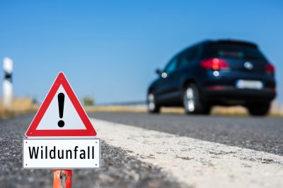 Hirschkuh mittels Schusswaffe erlegt