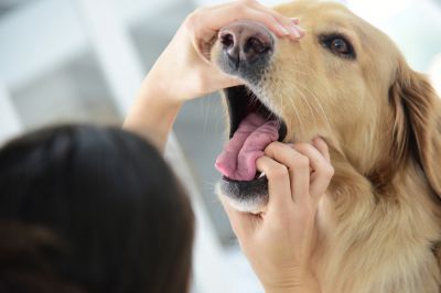Freilaufender Hund beschäftigt Autobahnpolizei für