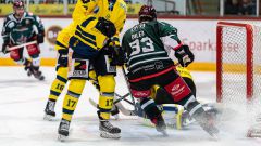 ROSENHEIM Starbulls lösen Vertrag mit Vitezslav Bi