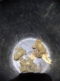 Freiwillige Helfer für Amphibienwanderung gesucht