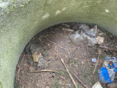 Kleine Babyfüchse vorsätzlich gelockt und getötet