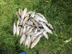 Fischsterben am Mühlbach