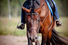 STEPHANKIRCHEN Schwerer Reitunfall