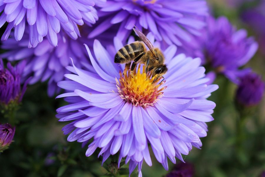 Chieming Unbekannte randalieren im Bienenlehrpfad