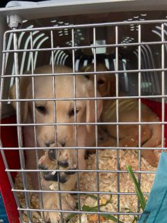 Neuötting Grenzpolizisten stellen Hundewelpen sich
