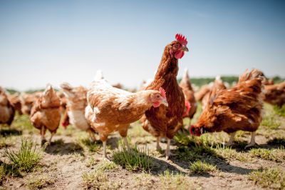 Tacherting Tierquäler unterwegs