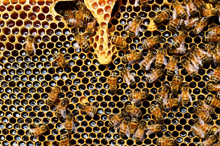 Nußdorf Vandalismus an Bienenstöcken