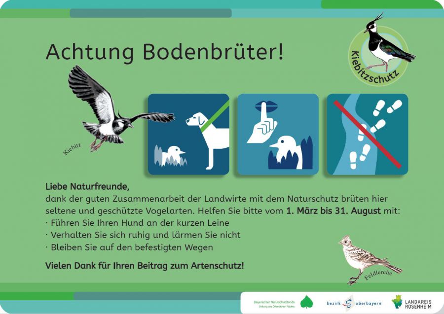 Landkreis Rosenheim Kiebitz in der Brutzeit nicht 