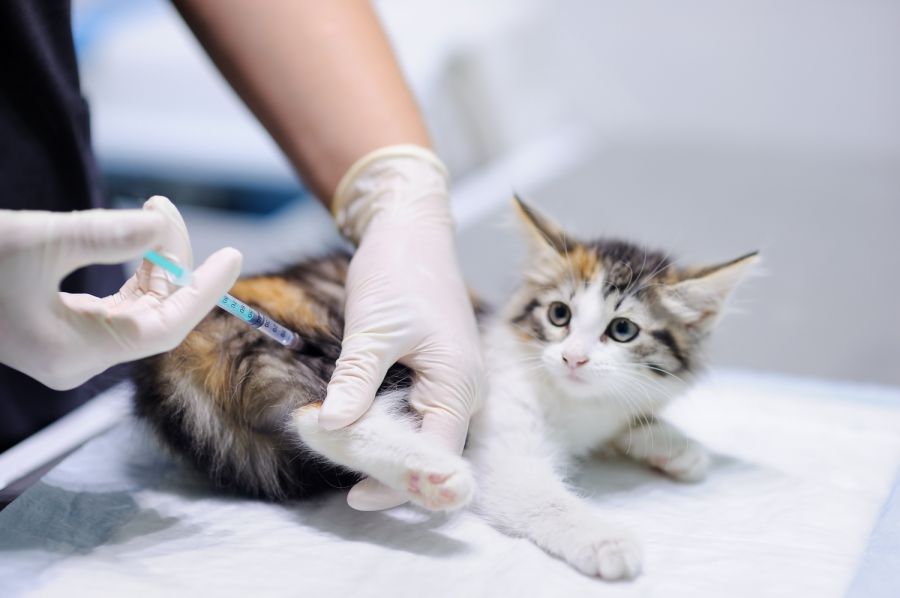 Riedering Söllhuben Katzen vergiftet Tatzeit Anfan