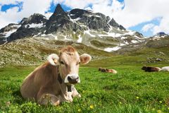 Raubling Kuh auf der Flucht sorgt für Vollsperrung