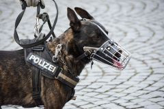 Bayern rüstet sich gegen Afrikanische Schweinepest