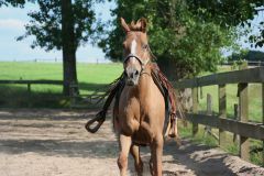 Verkehrsunfall mit Pferd