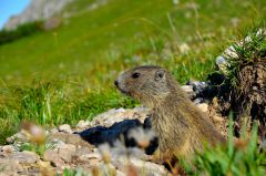 Bad Aibling Fahrradfahrer und Hundehalter geraten 