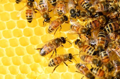 Apitherapie Bienenstockluft einatmen