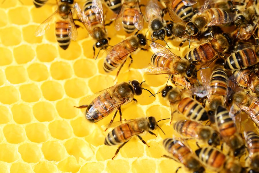 Apitherapie Bienenstockluft einatmen