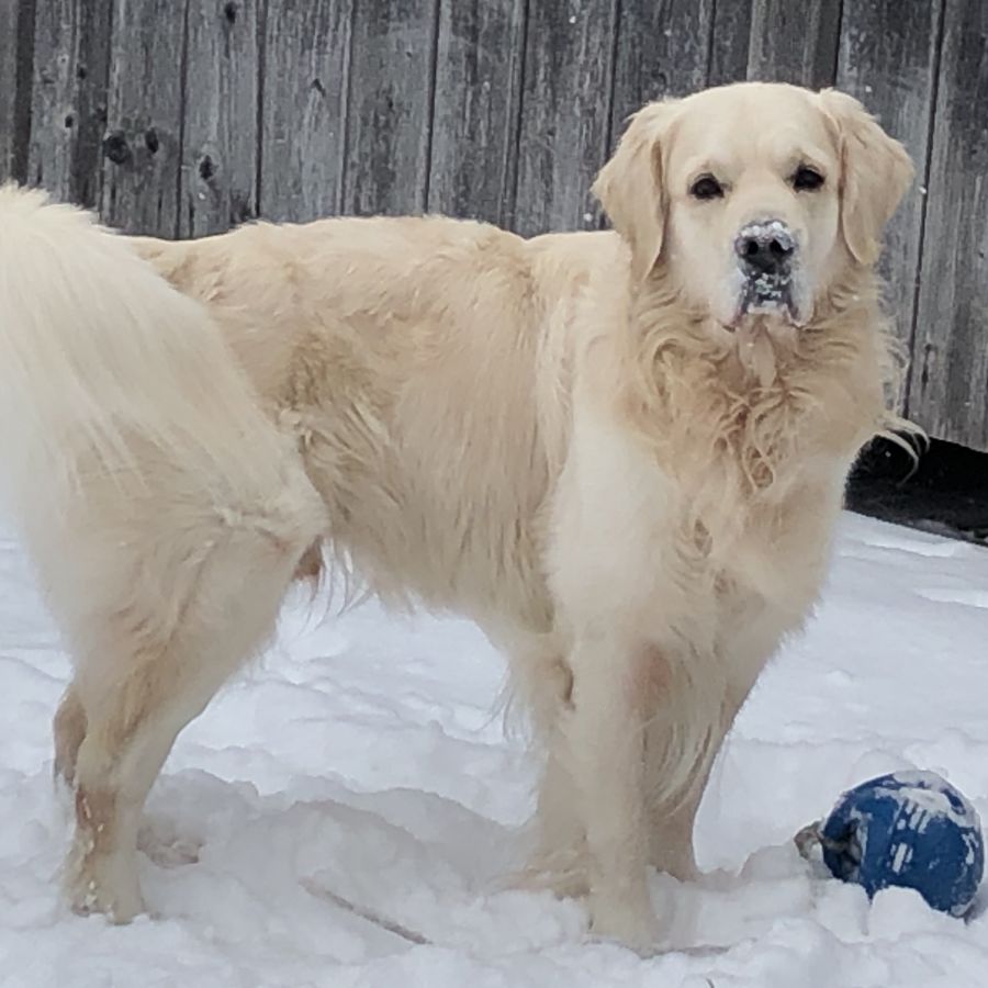 Hundetraining in der Gruppe 1 Std jeden 2 Freitag 