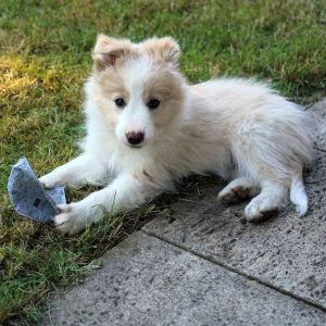 Welpenkurs und Hundetraining in Raubling bei Rosen