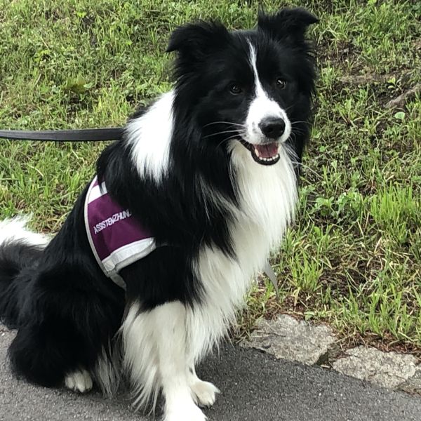 Kurs 2 Assistenzhunde Ausbildung Theorie Hundetrai