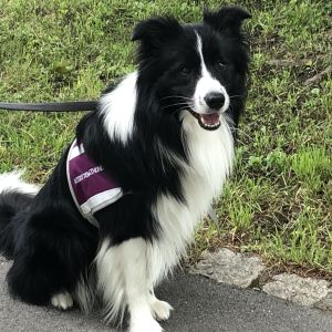 Kurs 2 Assistenzhunde Ausbildung Theorie Hundetrai
