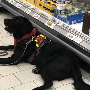 Kurs 3 Assistenzhunde Ausbildung Theorie Hundetrai