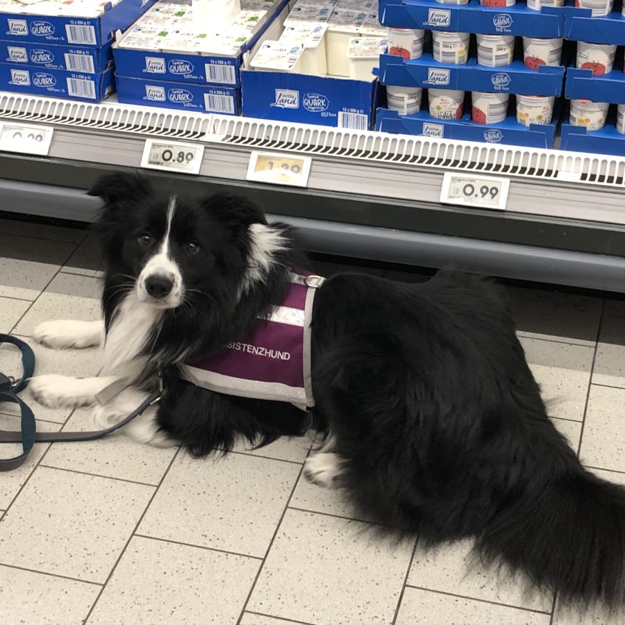 Kurs 4 Assistenzhunde Ausbildung Theorie Hundeausw