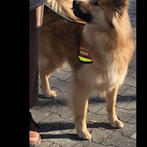 Familienhunde machen den freiwilligen Hundeführers