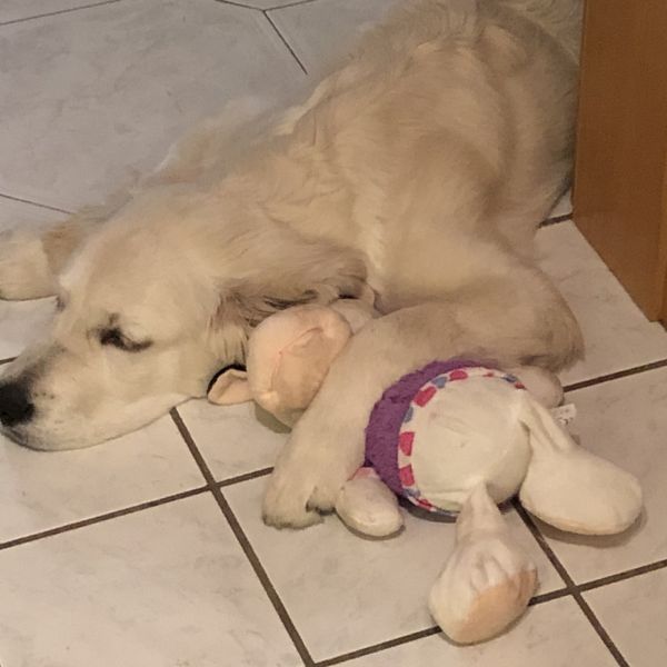 Kurs Beginn 24 09 25 um 17 Uhr Therapiehund Ausbil