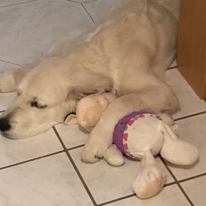 Kurs Beginn 24 09 25 um 17 Uhr Therapiehund Ausbil