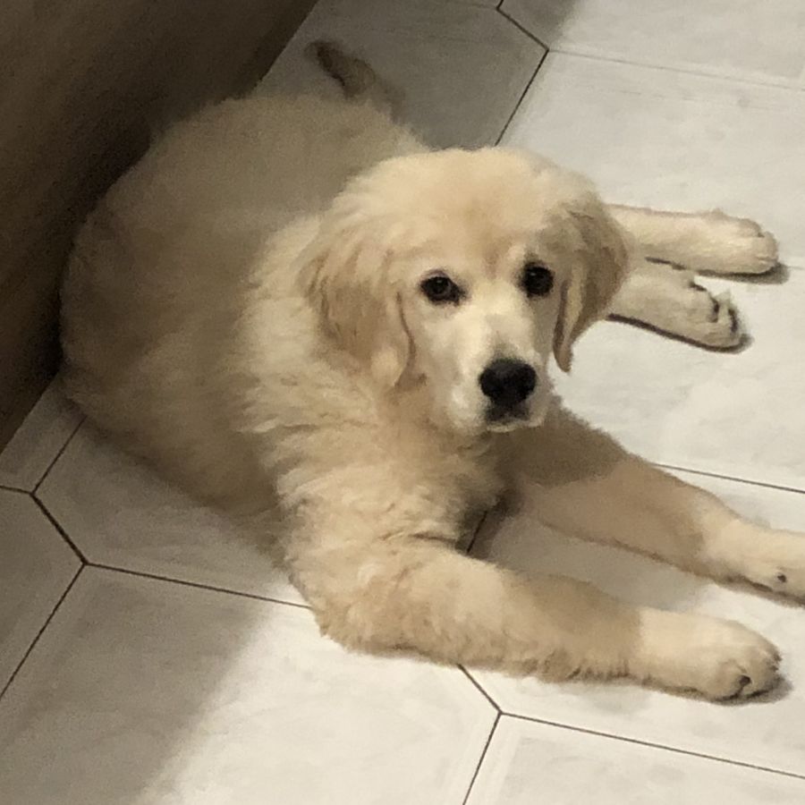 Kurs Beginn 30 07 25 um 17 Uhr Therapiehund Ausbil