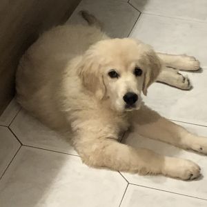 Kurs Beginn 30 07 25 um 17 Uhr Therapiehund Ausbil