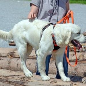 Beginnen Sie Ihren Trainingskurs für junge Hunde i