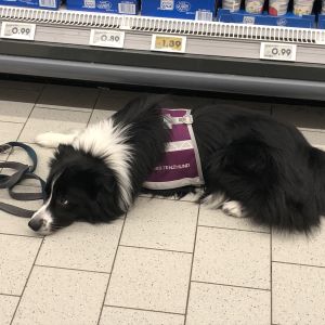 Teil 1 Workshop Familienhunde Theorie Praxis Hunde