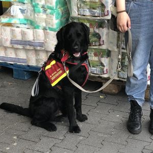 Üben Sie Hundebegegnung im Tageskurs Raubling Chie