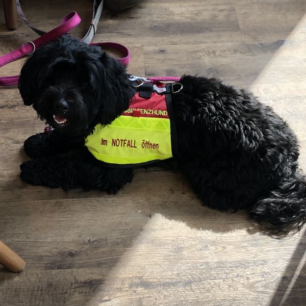 Ausbildung Assistenzhunde Einzel Unterricht Mittwo