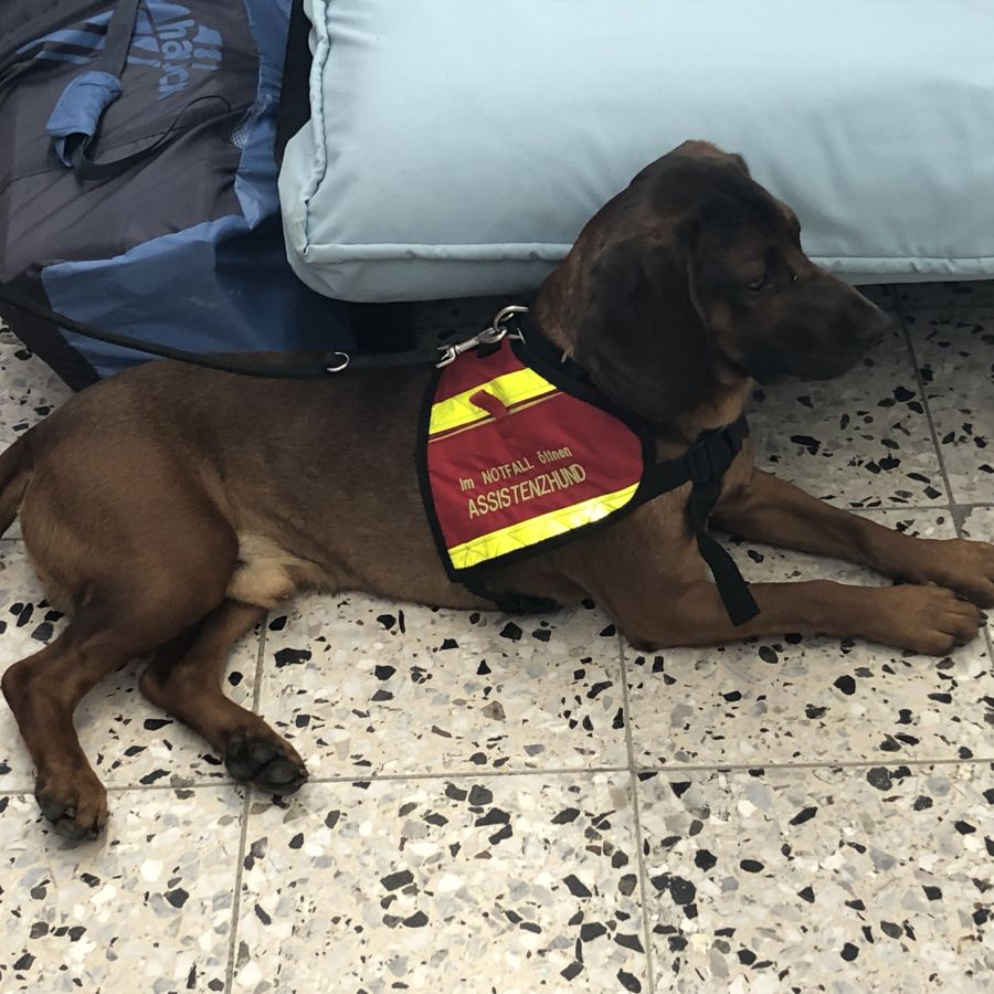 Ausbildung Assistenzhunde Einzel Unterricht Mittwo