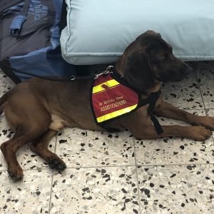 Lassen Sie sich jetzt beraten Selbst Assistenzhund