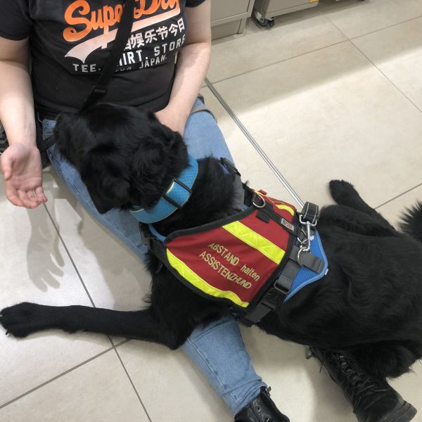 Ausbildung Assistenzhunde Einzel Unterricht Mittwo