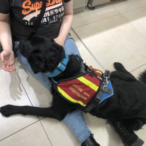 Finden Sie den perfekten Assistenzhund in Bad Feil