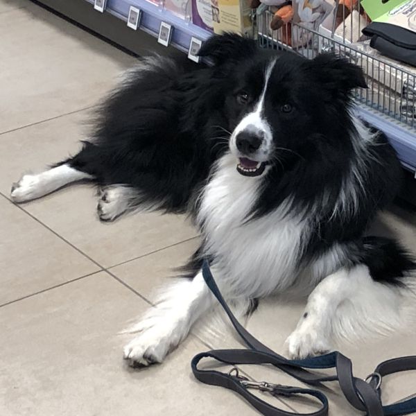 Ausbildung Assistenzhunde Einzel Unterricht Mittwo